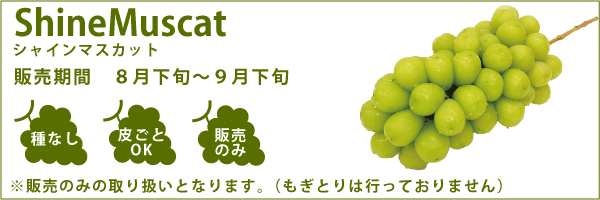 シャインマスカット