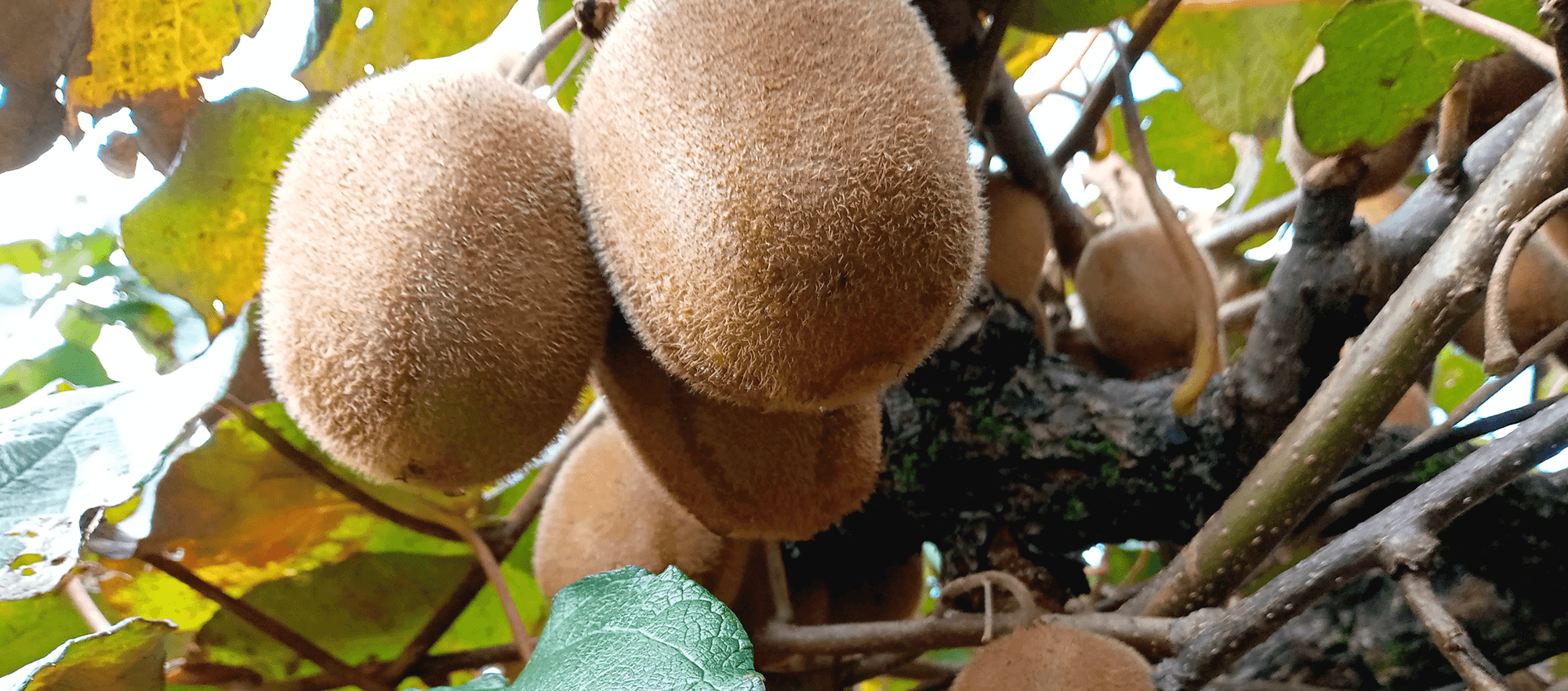 加賀市でフルーツ狩り体験や観光なら加賀フルーツランド 加賀市でフルーツ狩り体験や観光なら加賀フルーツランド