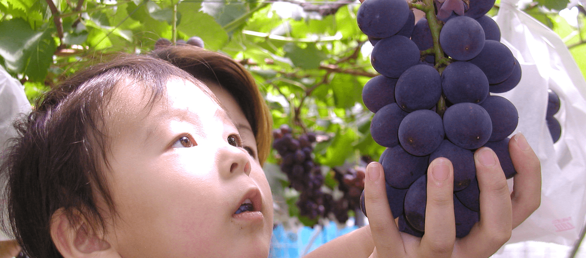 加賀市でフルーツ狩り体験や観光なら加賀フルーツランド 加賀市でフルーツ狩り体験や観光なら加賀フルーツランド